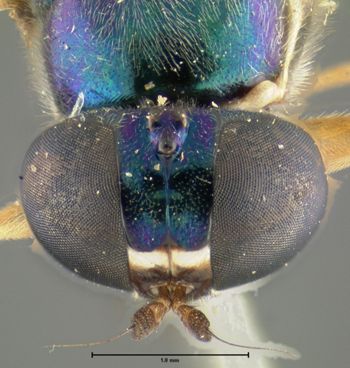 Media type: image;   Entomology 12537 Aspect: head frontal view